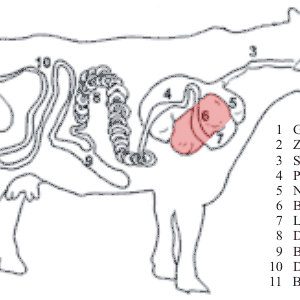 Alternative view of Blättermagen
