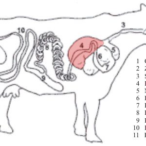 Alternative view of Pansen Grün