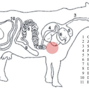 Alternative view of Rinder - Herz