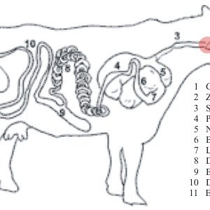 Alternative view of Kehlkopf
