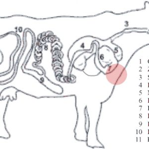Alternative view of Stichfleisch